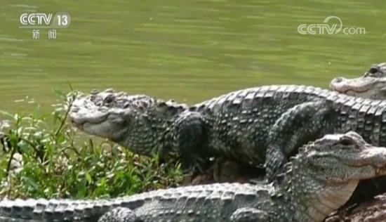 扬子鳄保护区遭企业侵占 当地官员曾称:谁说不能
